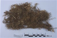 藏品(提燈苔科)的圖片